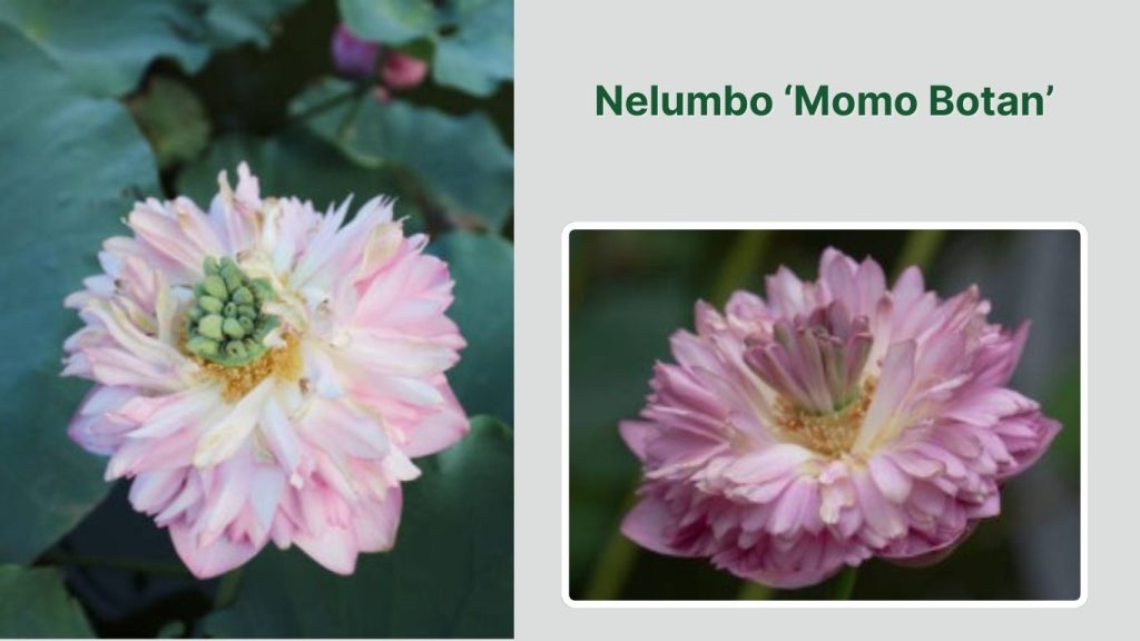 Nelumbo ‘Momo Botan’