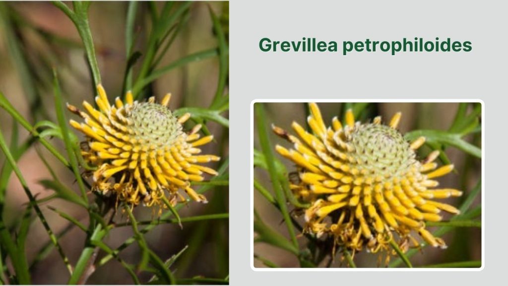 Grevillea petrophiloides