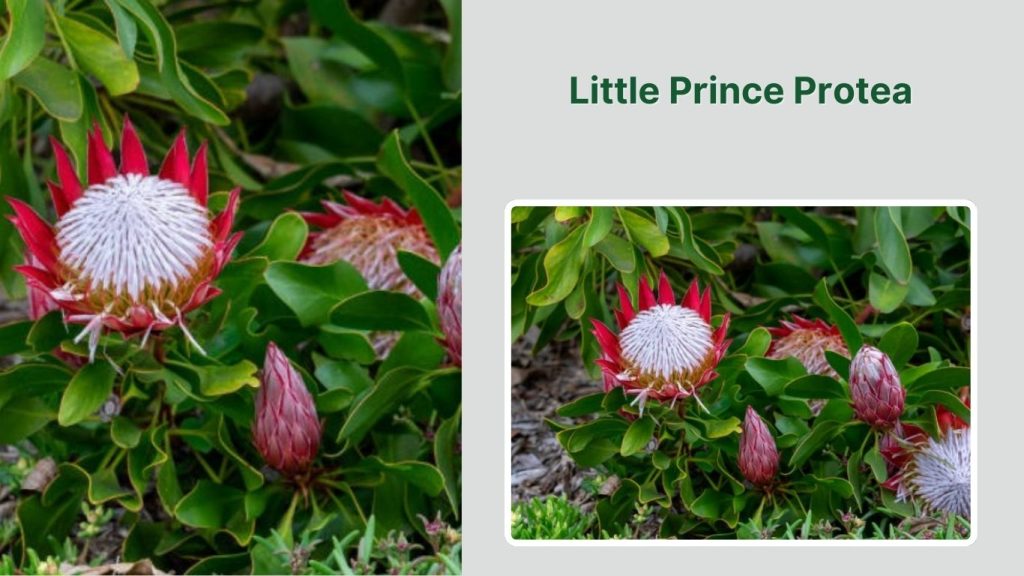 Little Prince Protea