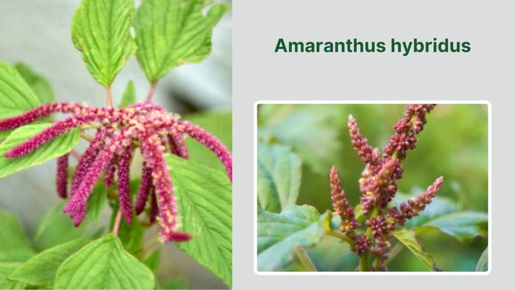 Amaranthus hybridus
