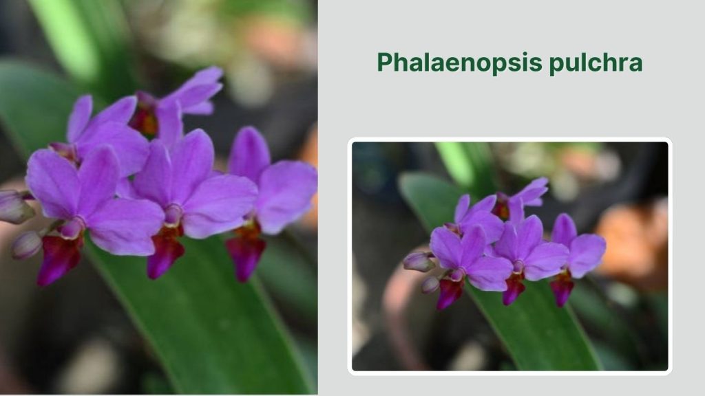 Phalaenopsis pulchra