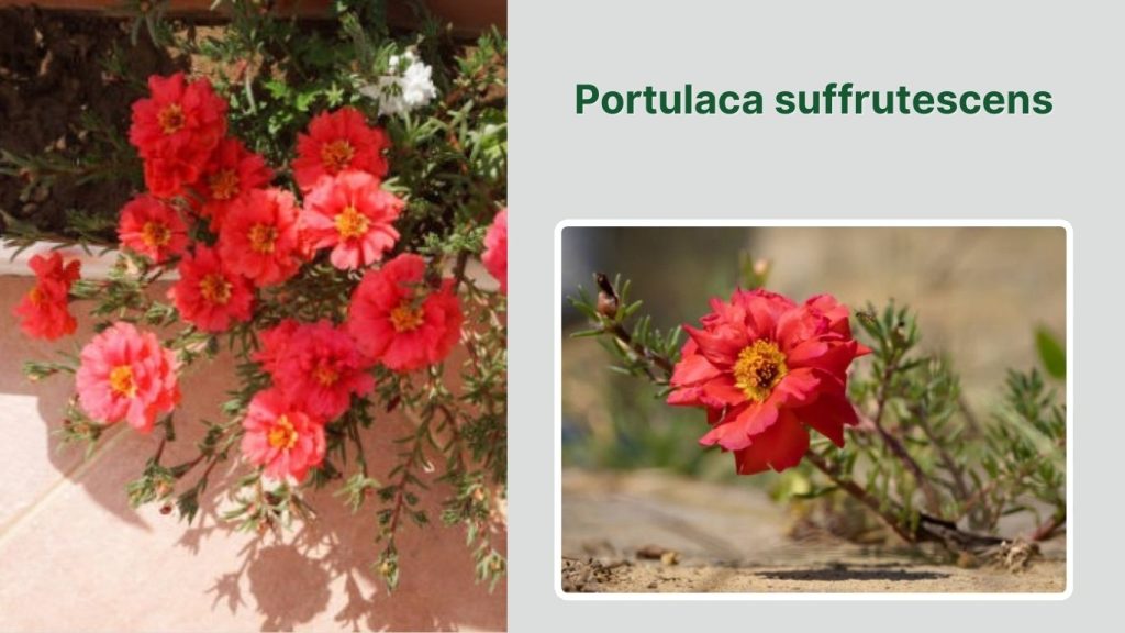 Portulaca suffrutescens