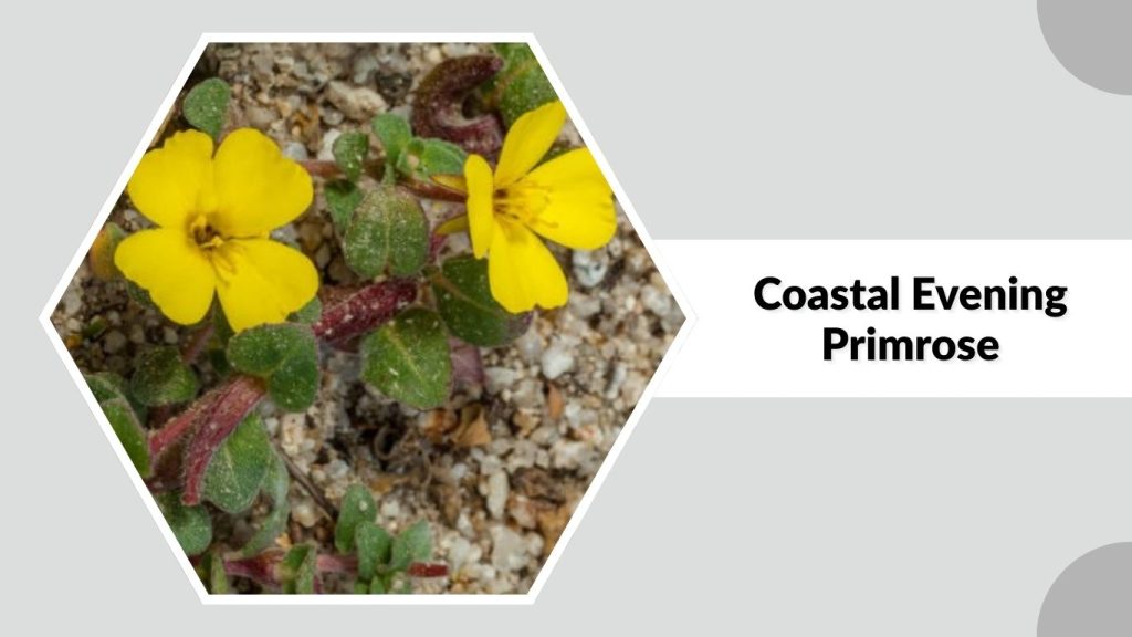 Coastal Evening Primrose 