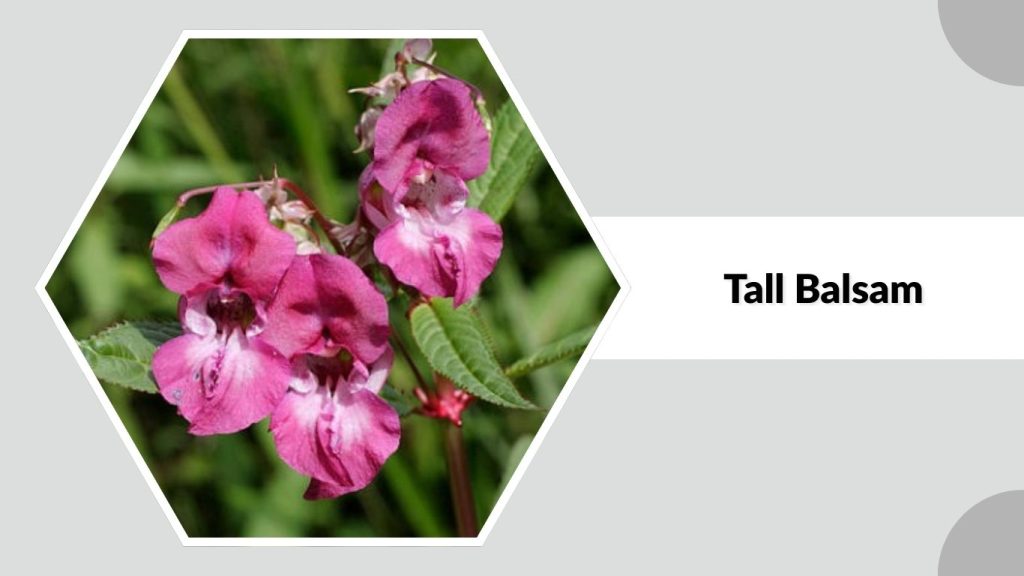 Tall Balsam