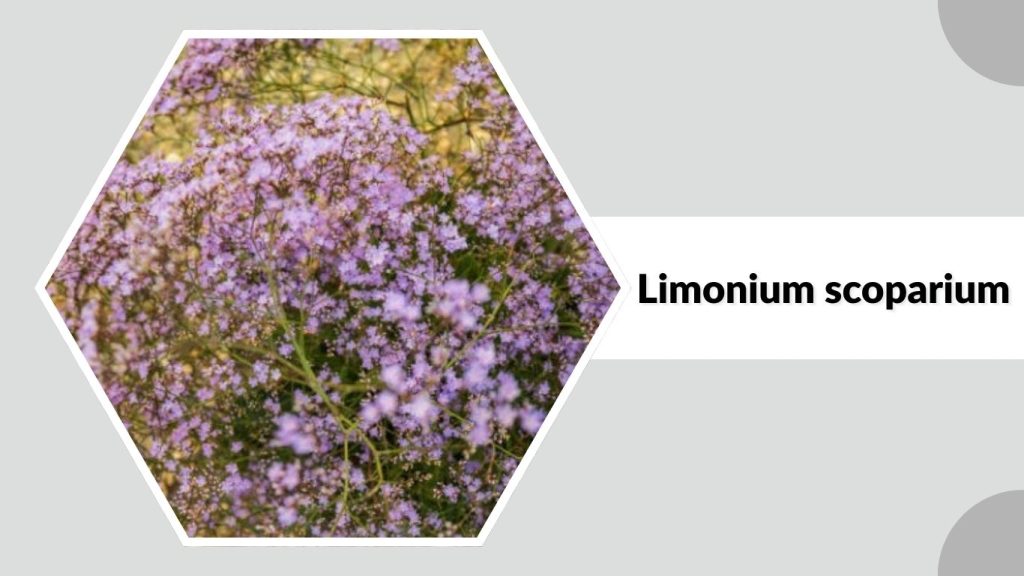 Limonium scoparium