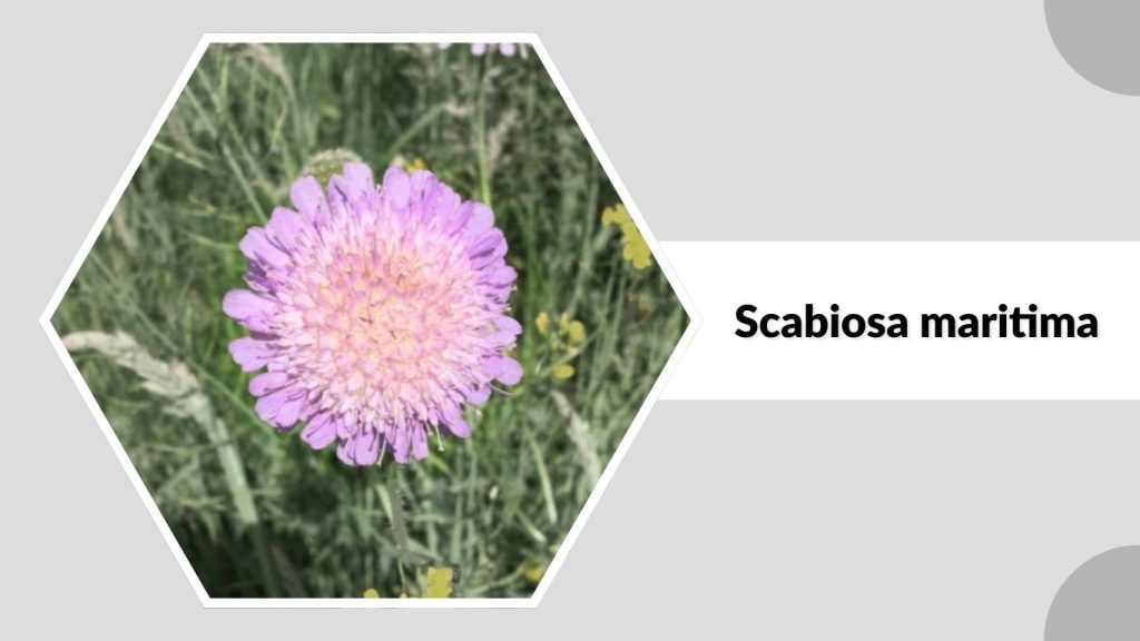 Scabiosa maritima
