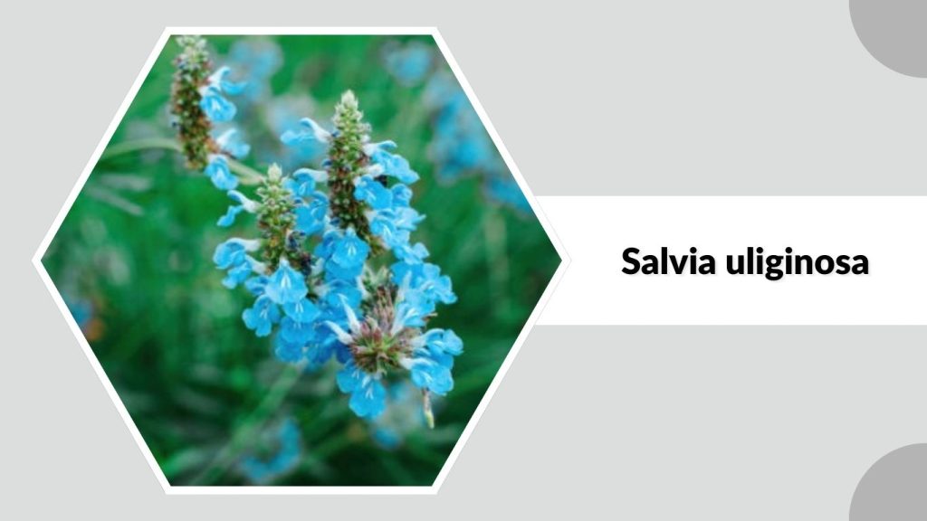  Salvia uliginosa