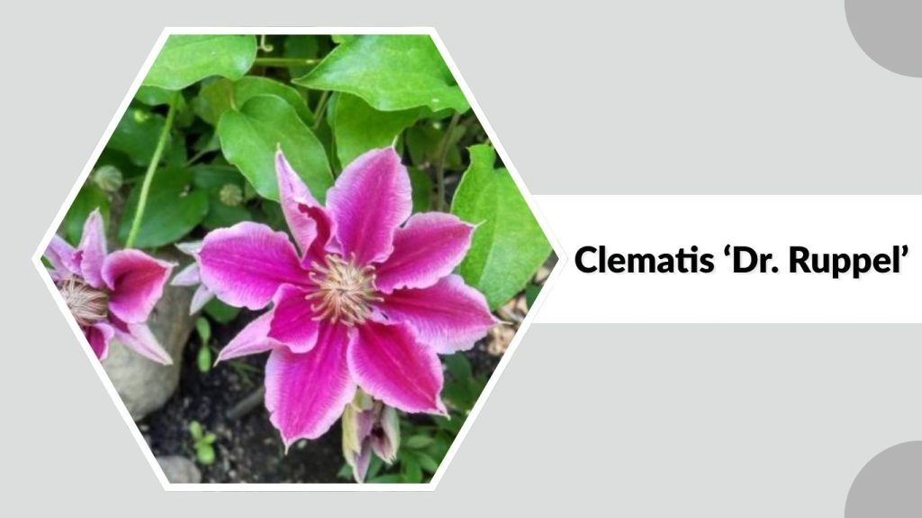 Clematis ‘Dr. Ruppel’