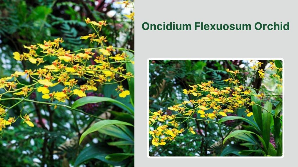 Oncidium Flexuosum Orchid
