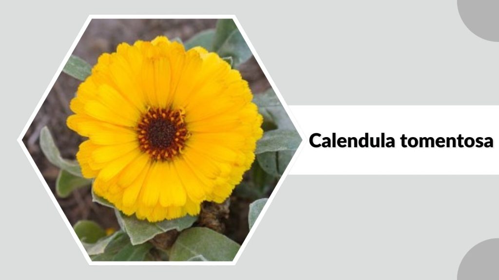 Calendula tomentosa
