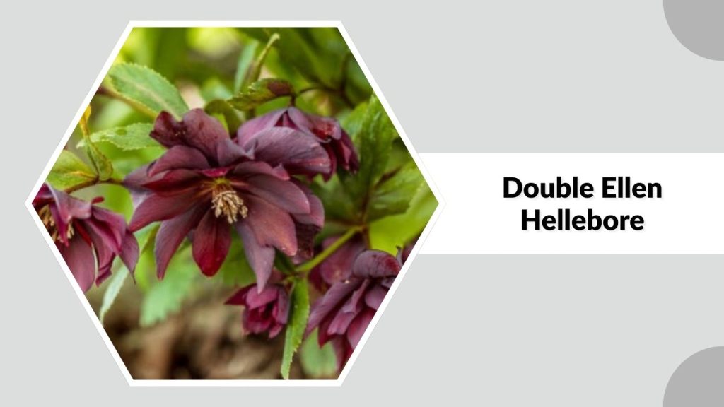 Double Ellen Hellebore