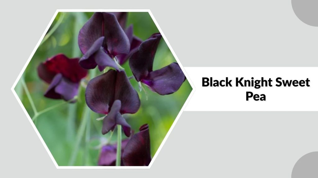 Black Knight Sweet Pea