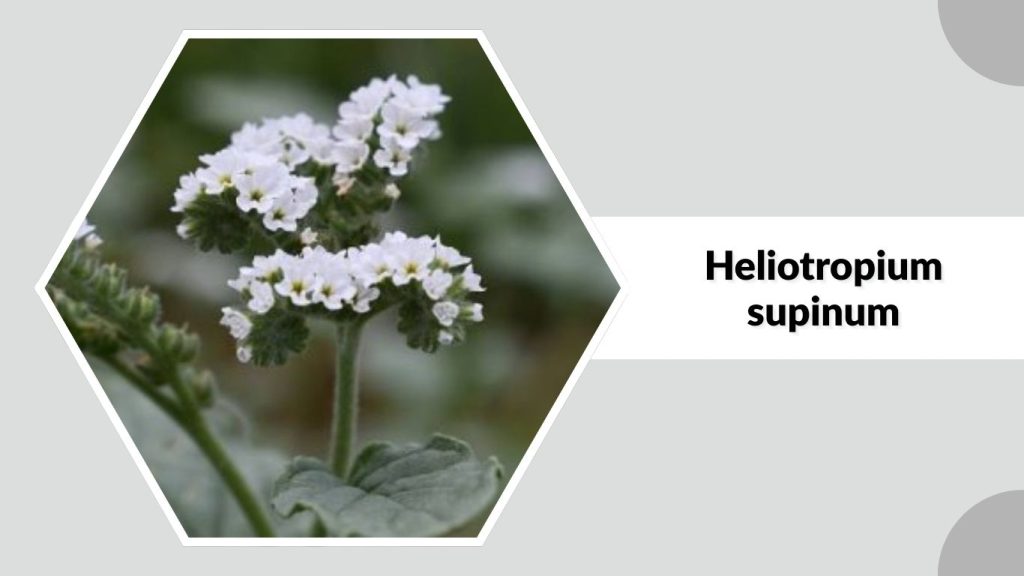 Heliotropium supinum