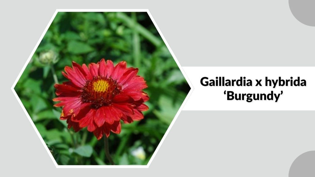 Gaillardia x hybrida ‘Burgundy’