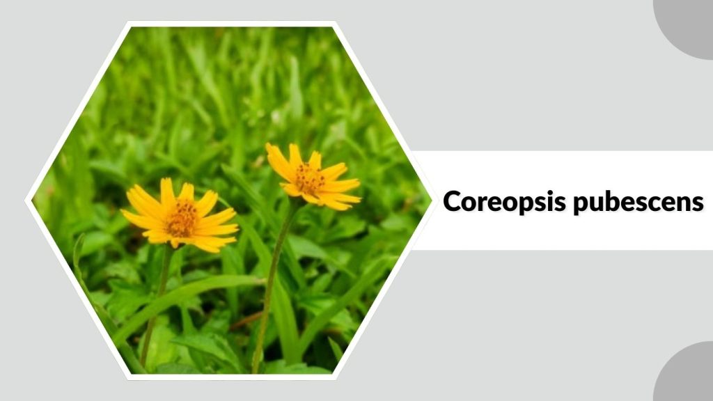 Coreopsis pubescens