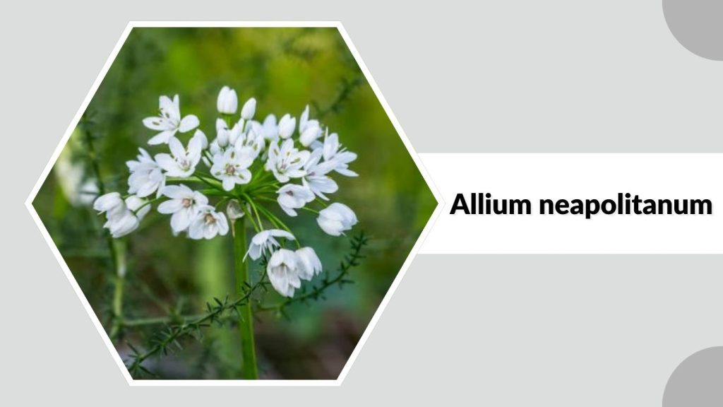 Allium neapolitanum