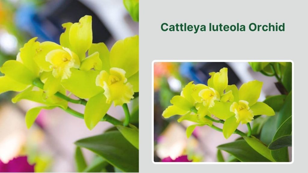 Cattleya luteola Orchid