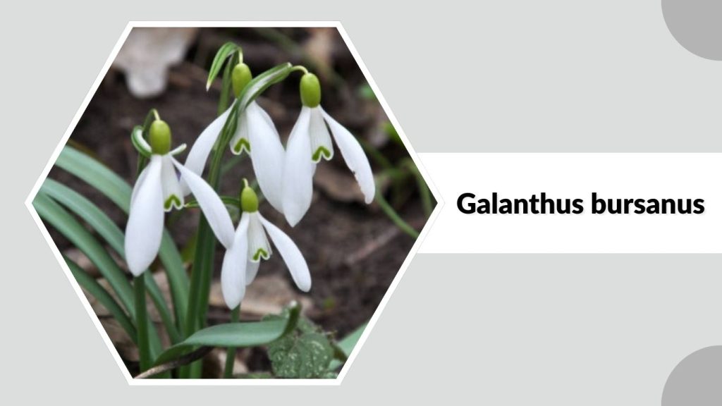 Galanthus bursanus