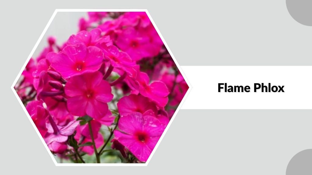 Flame Phlox