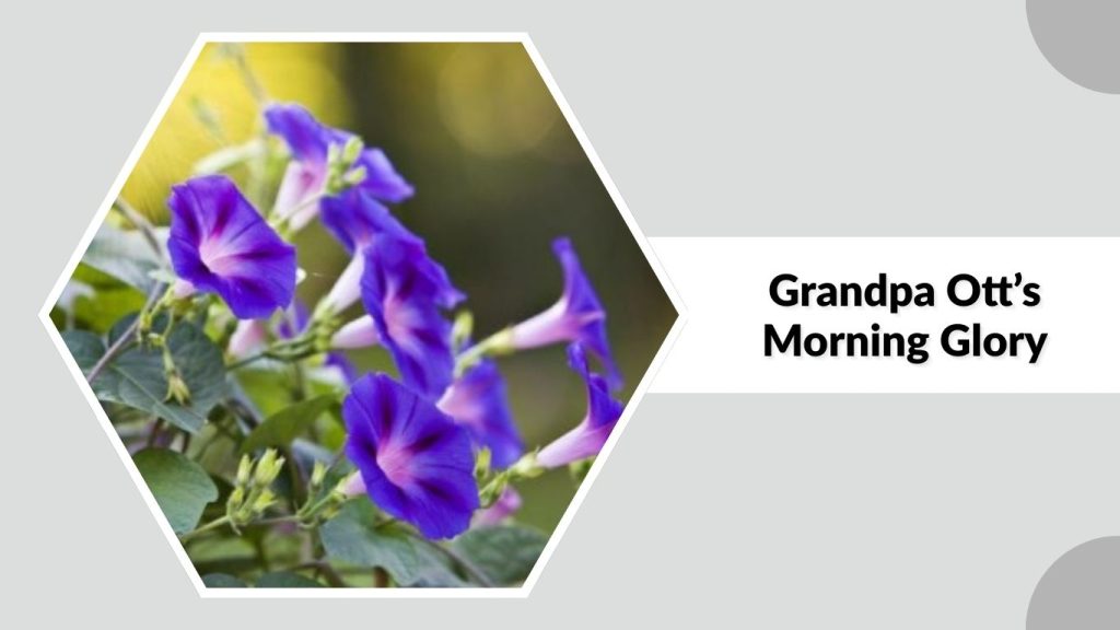 Grandpa Ott’s Morning Glory 