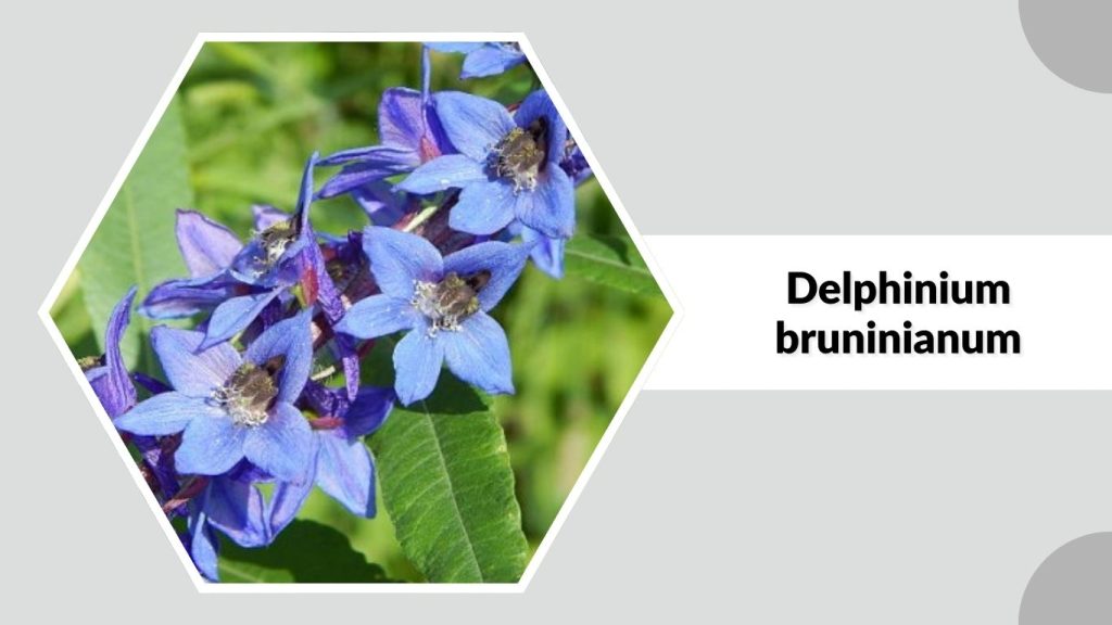 Delphinium bruninianum