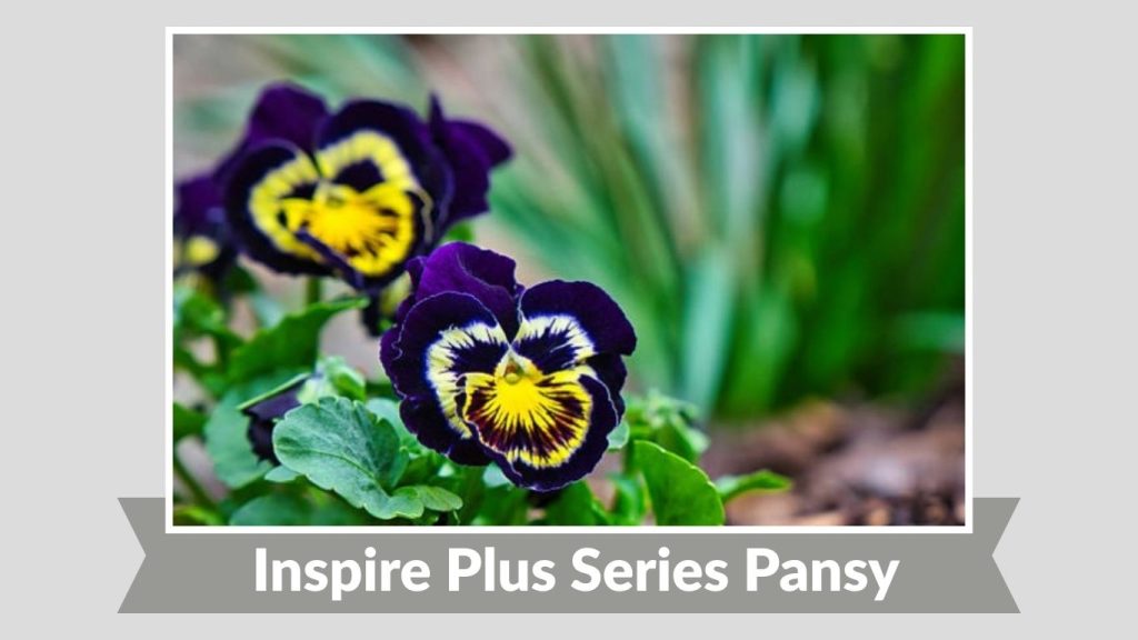 Inspire Plus Series Pansy