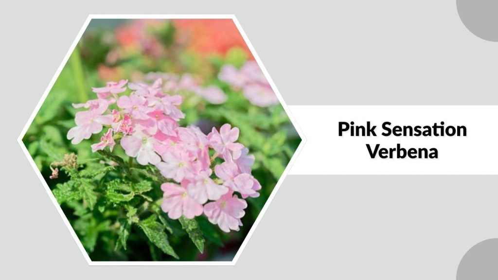 Pink Sensation Verbena