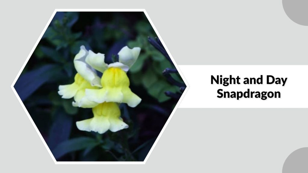 Night and Day Snapdragon