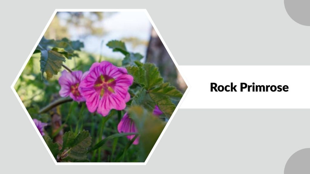 Rock Primrose