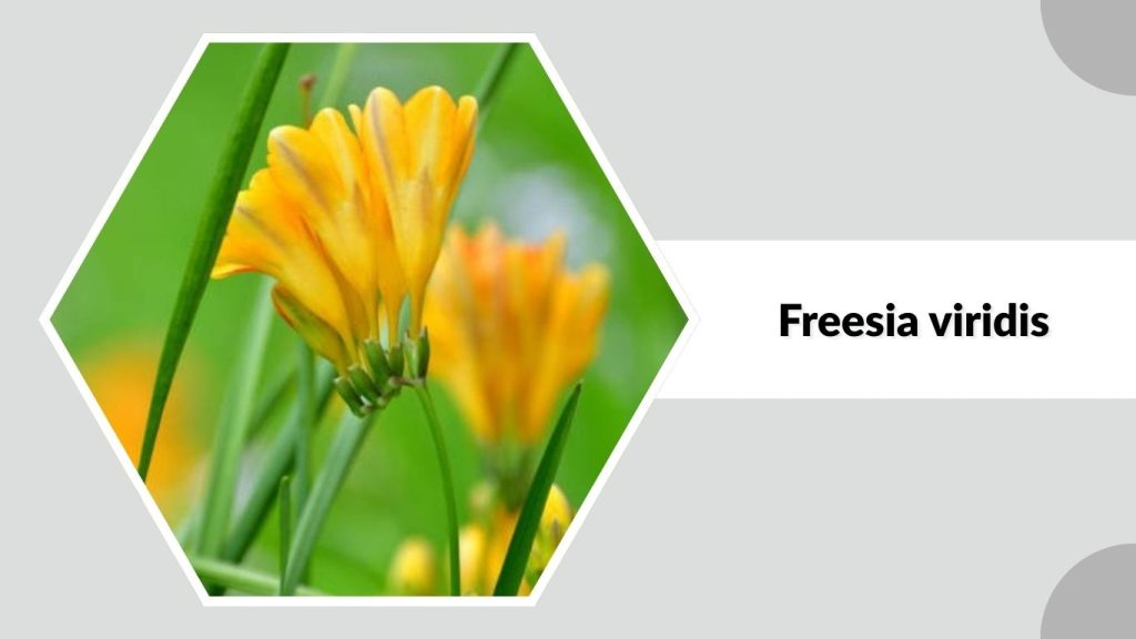 Freesia viridis