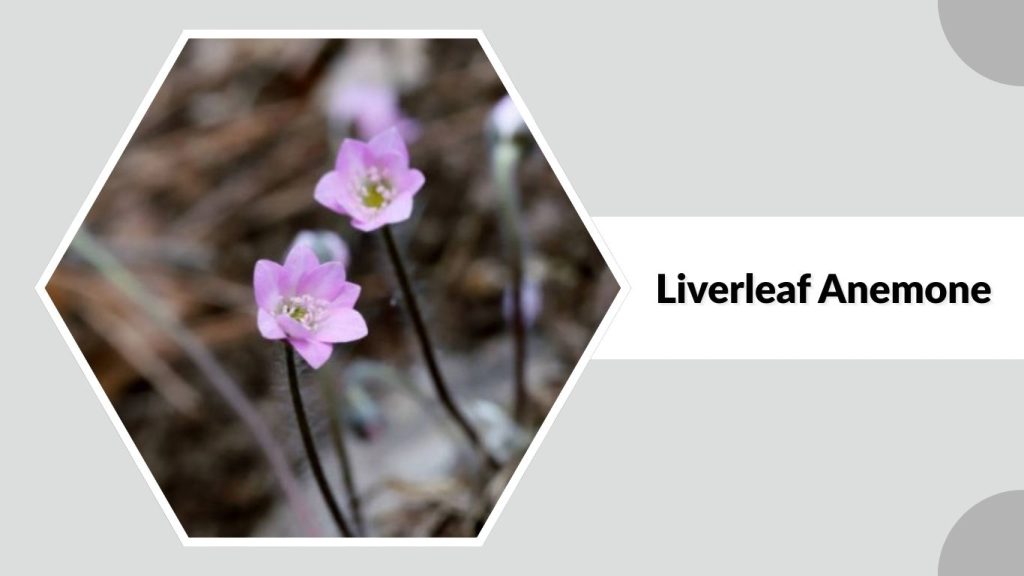 Liverleaf Anemone