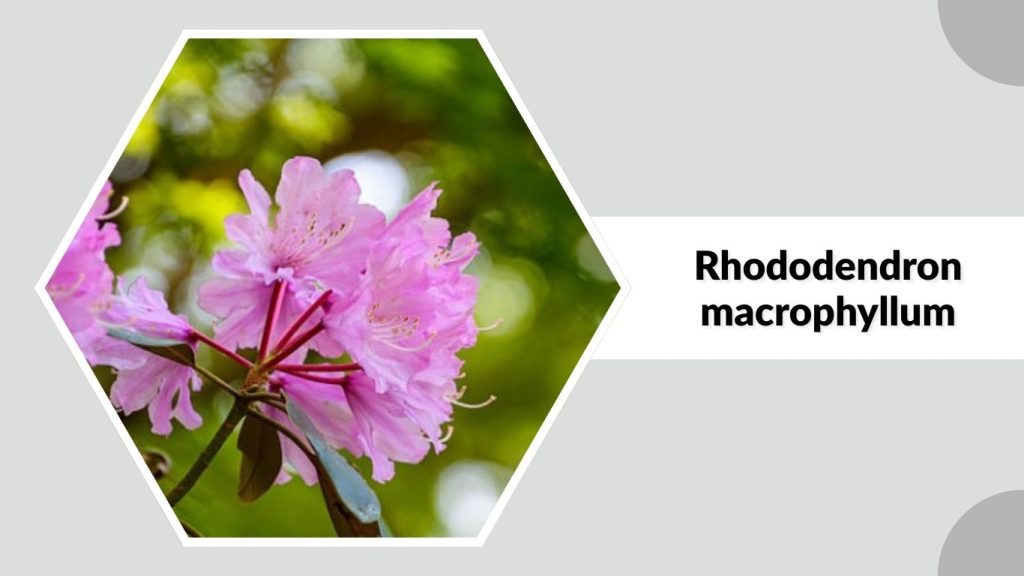 Rhododendron macrophyllum
