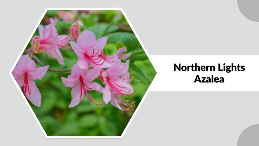 Northern Lights Azalea