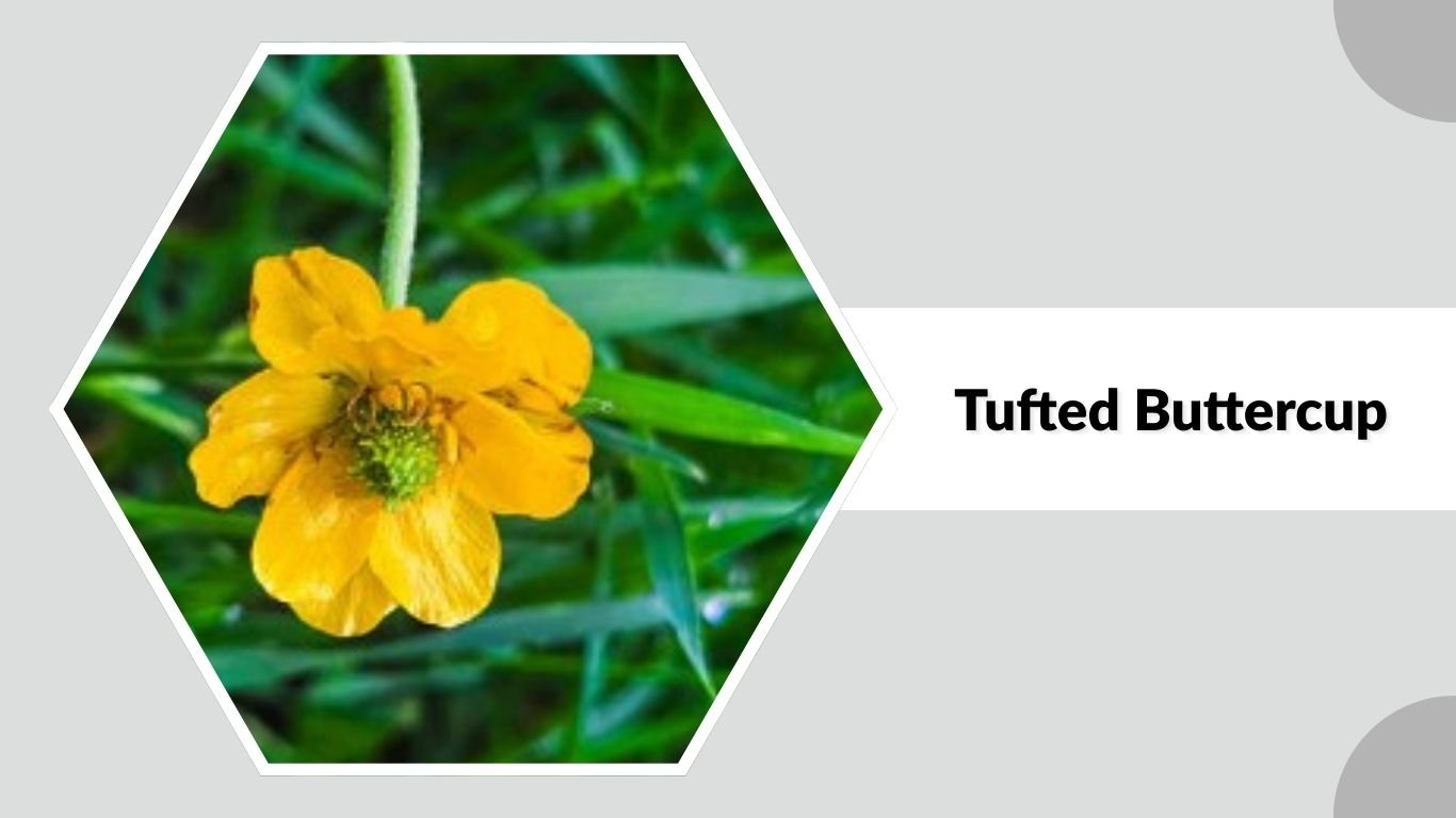 15 Common Types of Buttercup Flowers: Different Species ID with Pictures