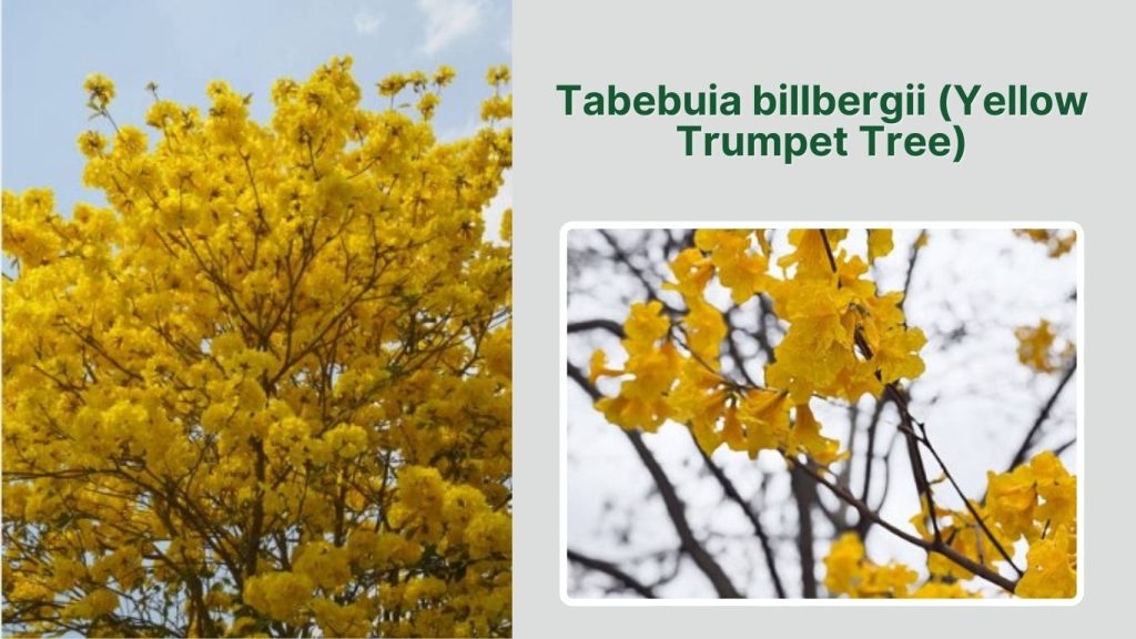 Tabebuia billbergii (Yellow Trumpet Tree)