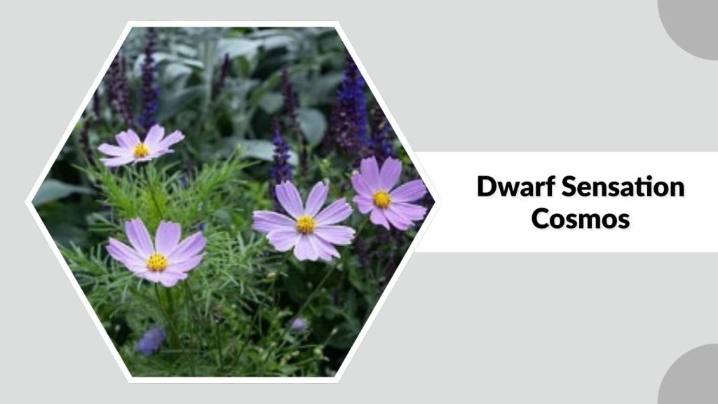 Dwarf Sensation Cosmos