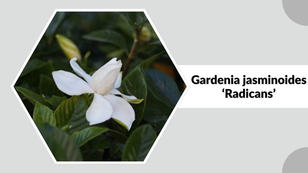 Gardenia jasminoides ‘Radicans’