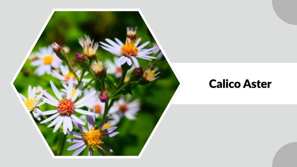 Calico Aster
