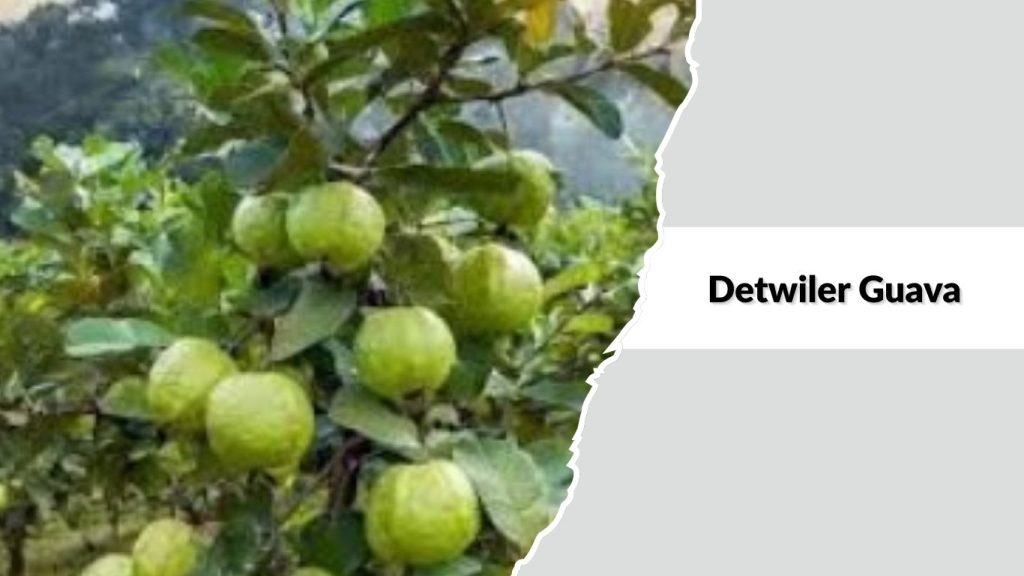  Detwiler Guava