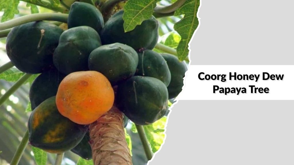 Coorg Honey Dew Papaya Tree