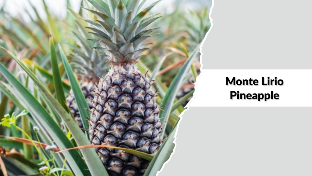 Monte Lirio Pineapple