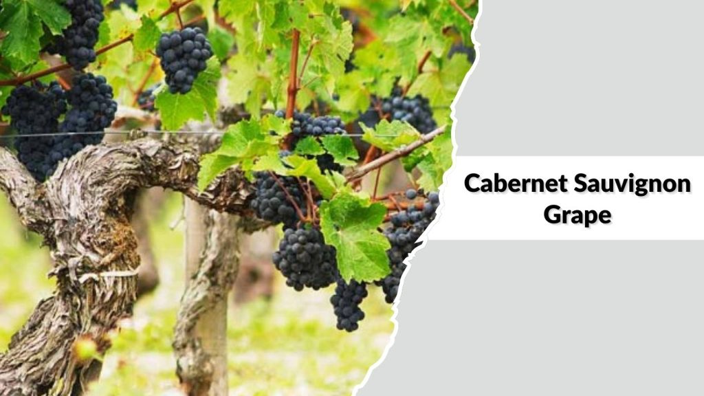 Cabernet Sauvignon Grape