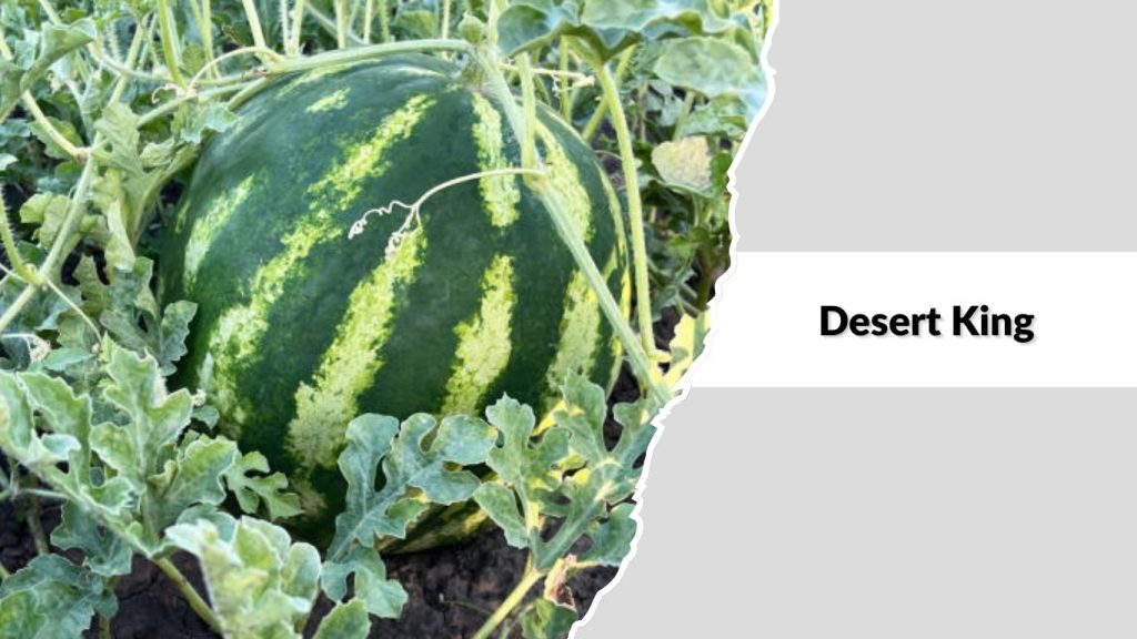  Desert King