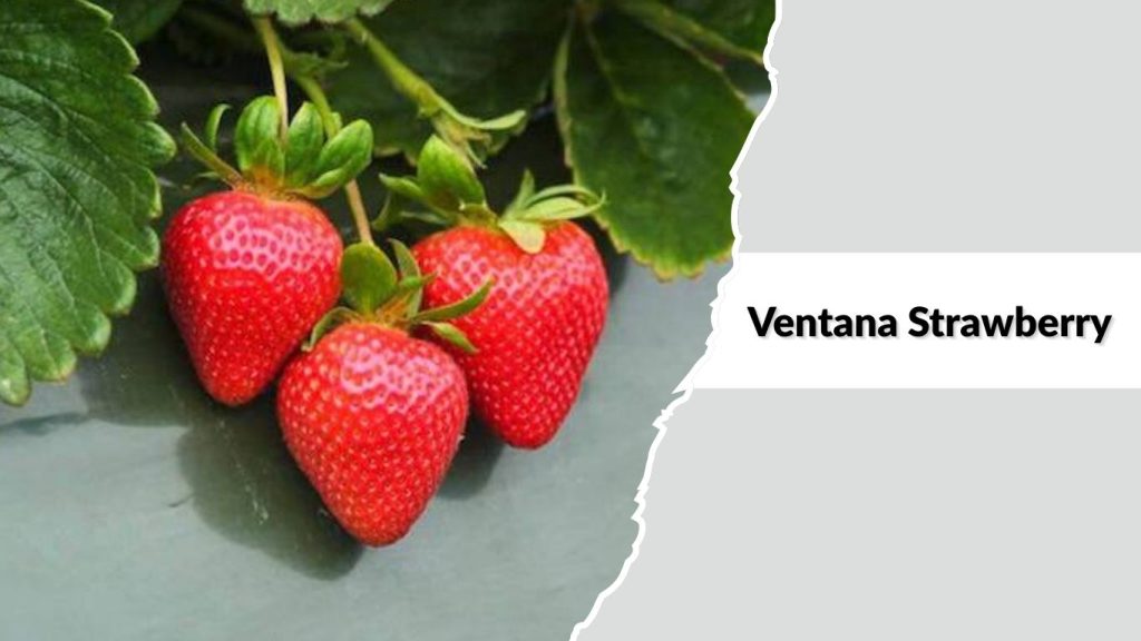 Ventana Strawberry