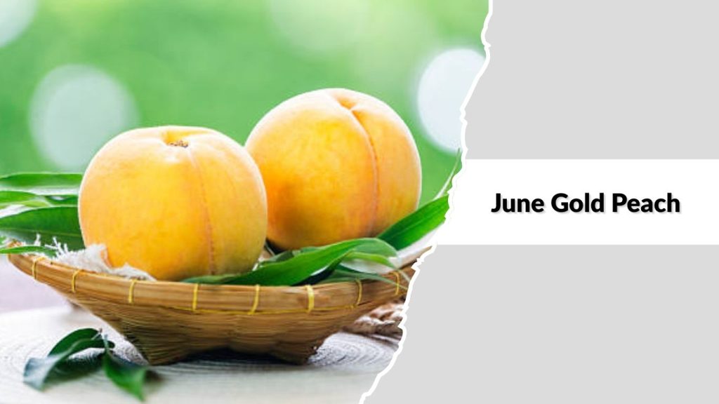 June Gold Peach