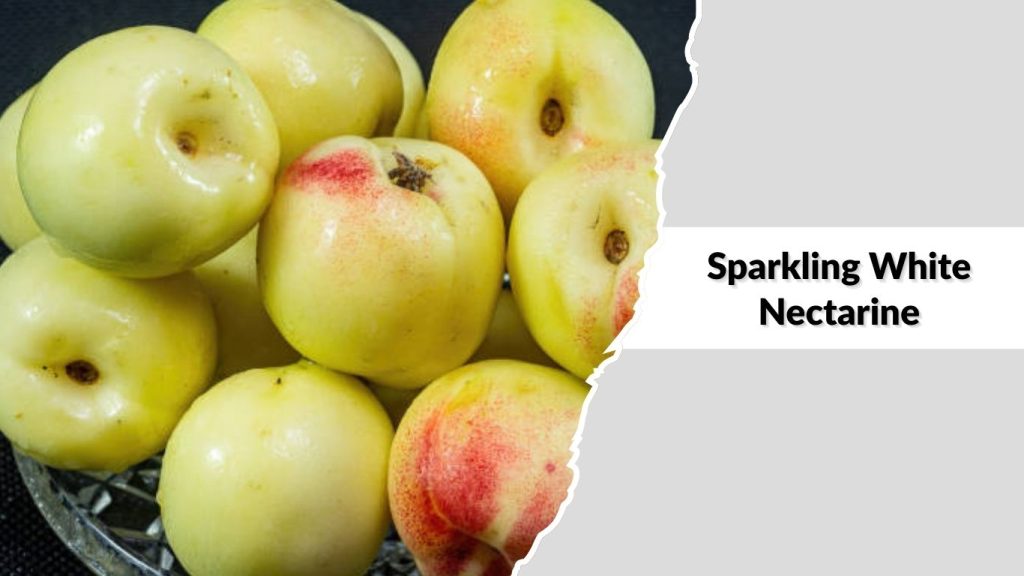 Sparkling White Nectarine