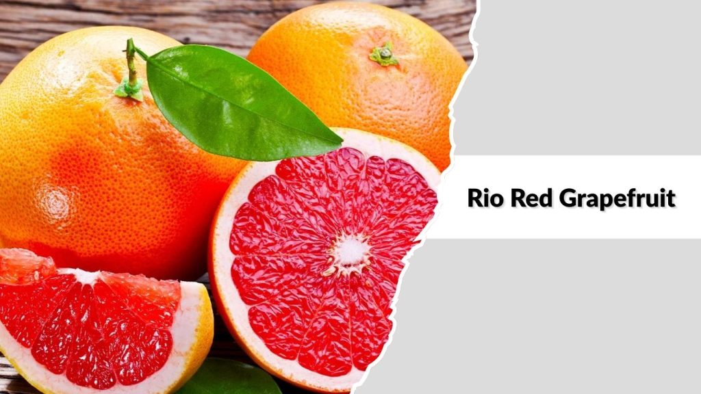 Rio Red Grapefruit