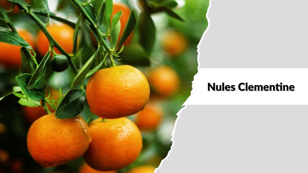 Nules Clementine