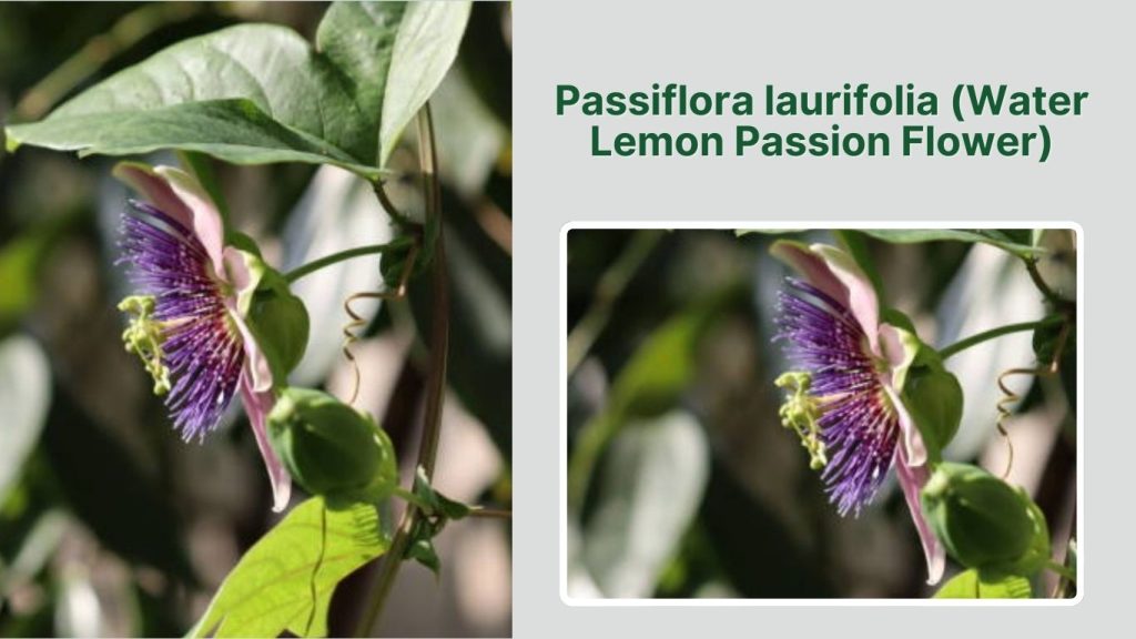 Passiflora laurifolia (Water Lemon Passion Flower)