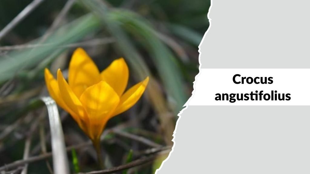 Crocus angustifolius